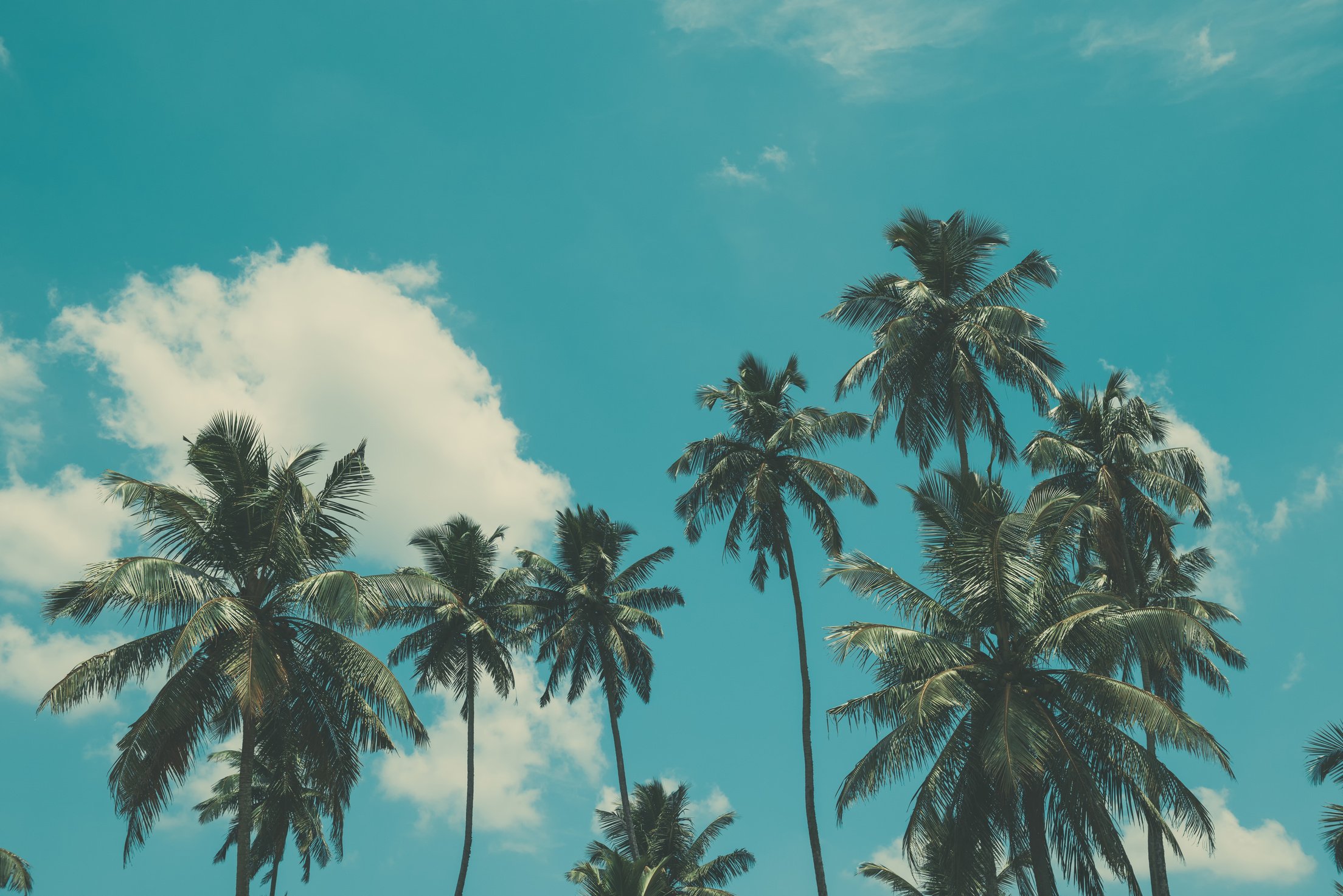 Palm trees on tropical beach, vintage toned